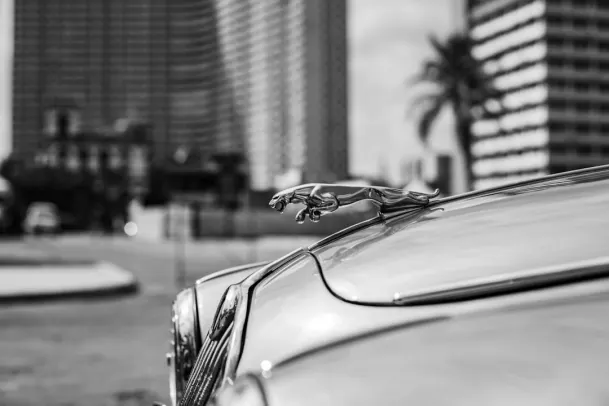 Kasino Loony Bingo Apl Android/iOS